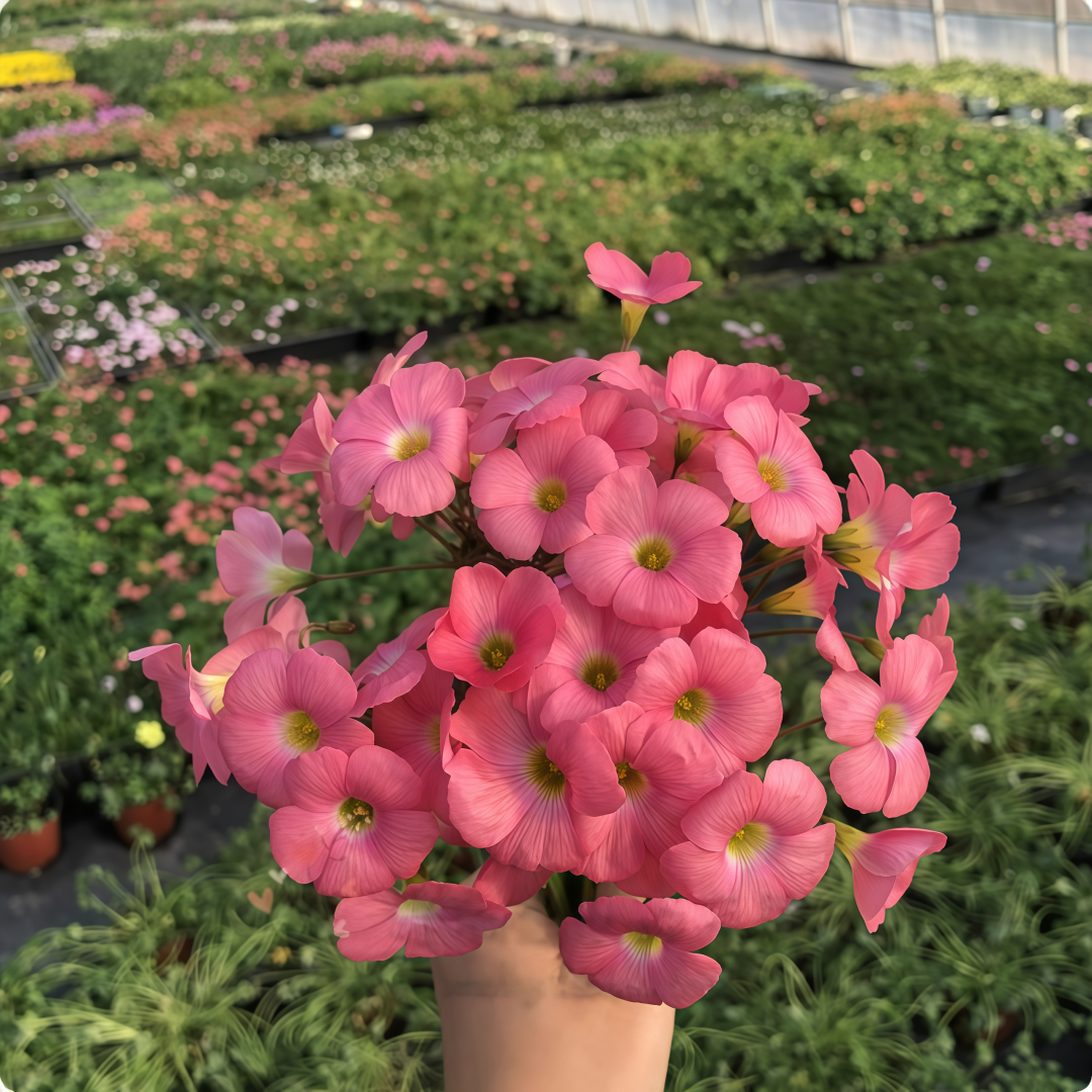 Oxalis Fall Planting Guide: How to Grow a Sea of Blooms From Just a Few Bulbs