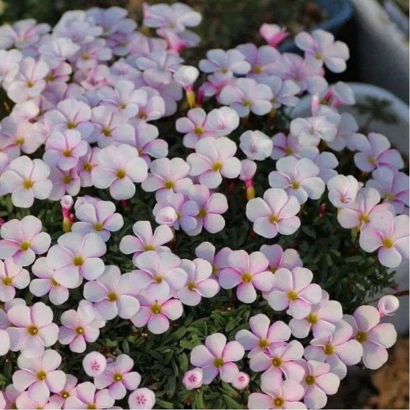 Oxalis Planting Guide：Discover the Beauty of “Jumping Clovers”