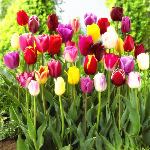 Tulip Seeds - Mixed Colors