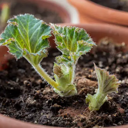 Tuberous Begonia seeds up to 50%
