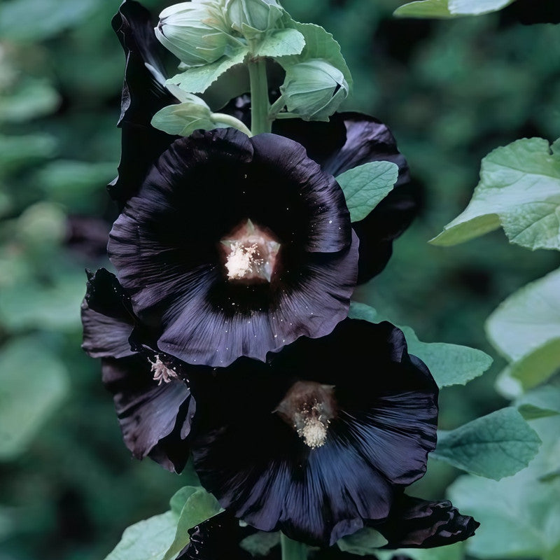 Hollyhock Dark Purple Seeds up to 50% Large Pack · 1500-7500 Seeds