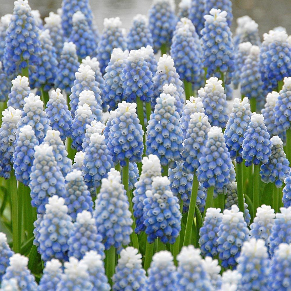 Mixed Grape Hyacinth Seeds – up to 50%