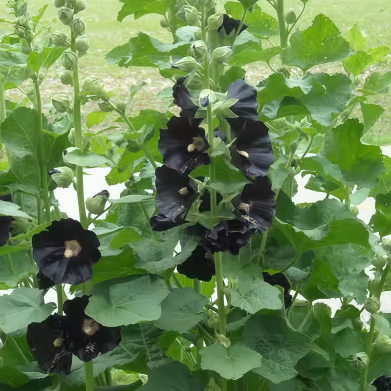 Hollyhock Dark Purple Seeds up to 50% Large Pack · 1500-7500 Seeds