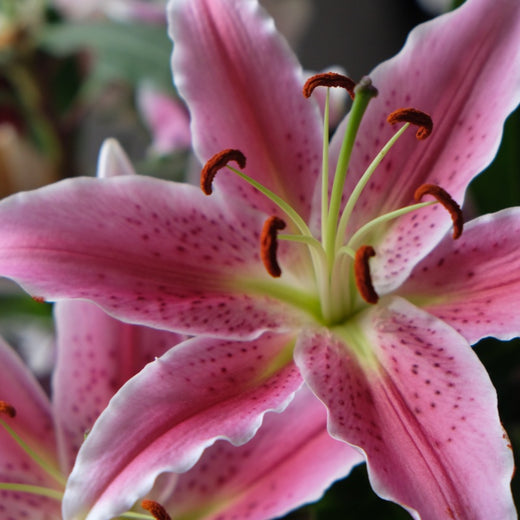 Lily Flower Seeds
