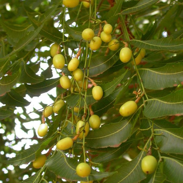 Neem Tree Seeds