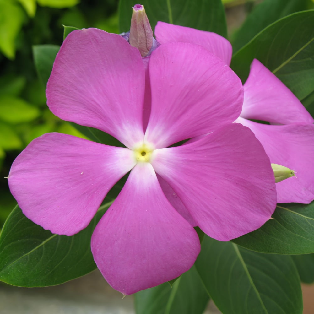 Vinca Seeds - Catharanthus Roseus Magenta With Small Core Larger Packet High Germination 300-2000 Onsaleseeds