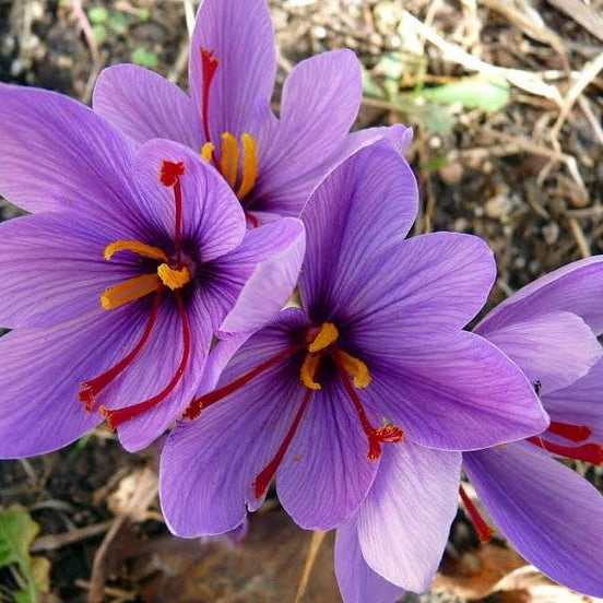Purple Saffron Flower Seeds  up to 50%