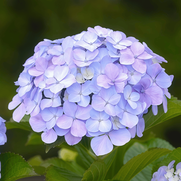 Hydrangea Flower Seeds up to 50%