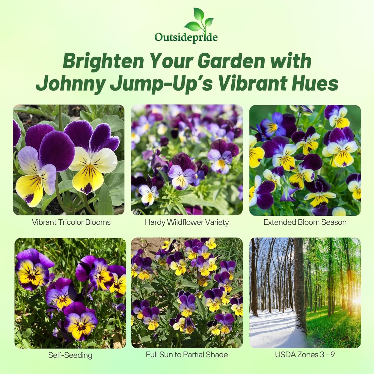 violet plant seeds Violet Flower Seeds up to 50%