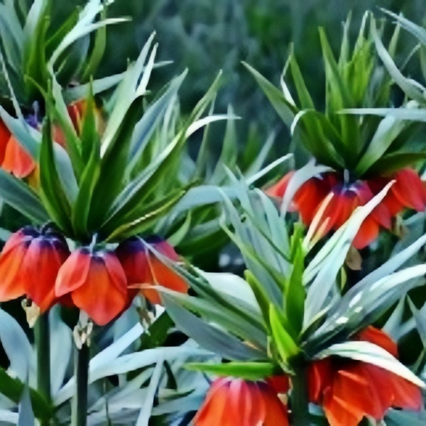 Fritillaria Bicolor Seeds up to 50%