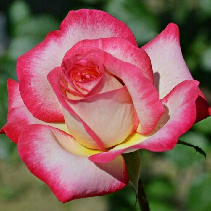 Double Delight Rose Seeds up to 50%