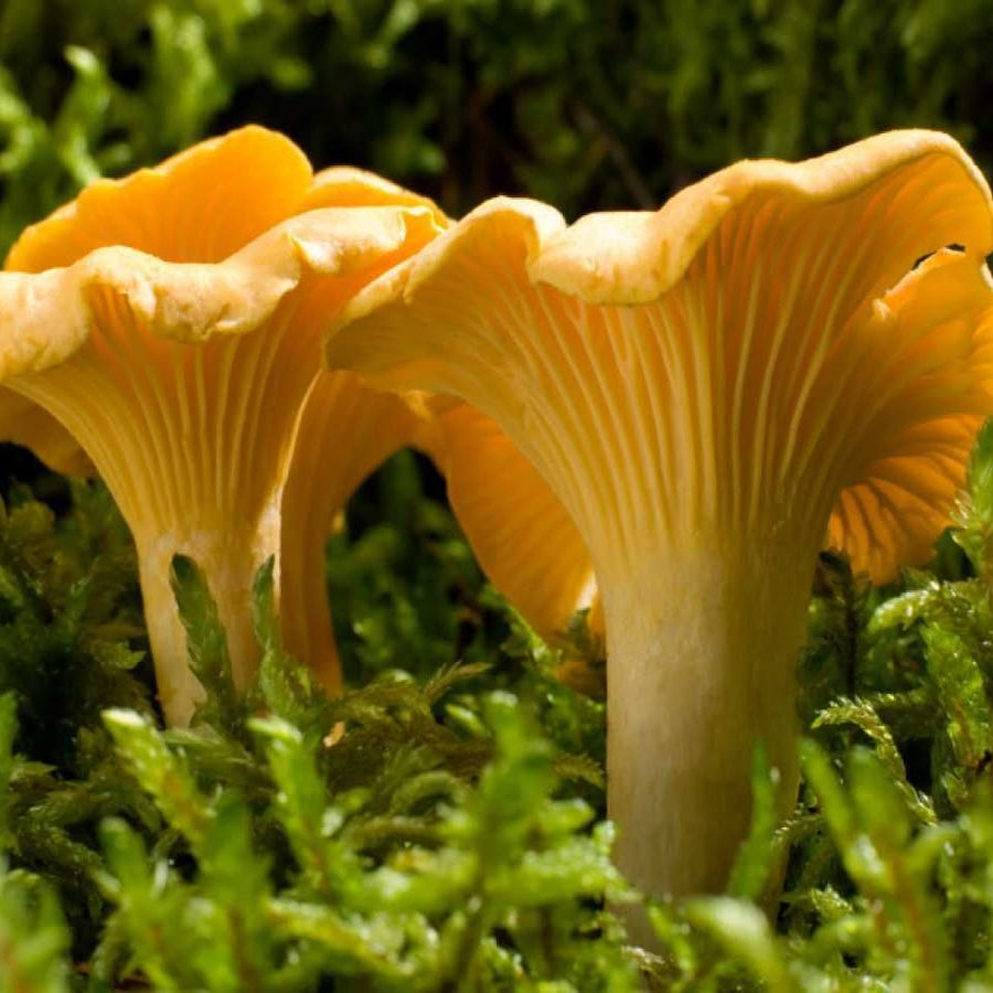 Chanterelle Mushroom Spores