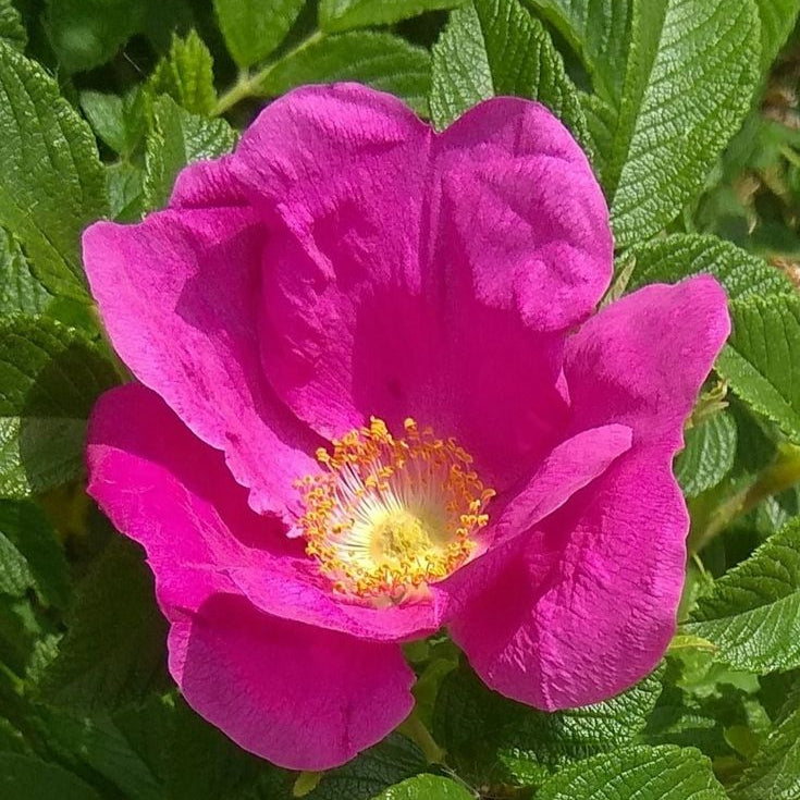 Rugosa Rose Flower Seeds – Hardy Fragrant Garden Roses – Up to 50%