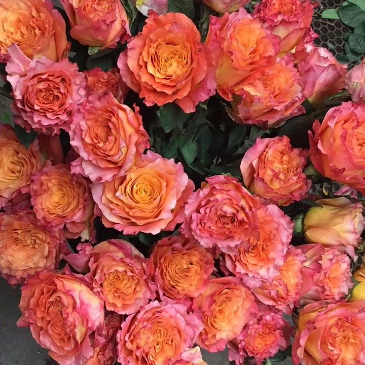 Orange Desert Rose Seeds prime day up to 50%