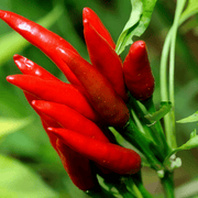 Chili Pepper Seeds