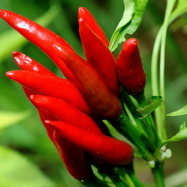 Chili Pepper Seeds Up to 50%