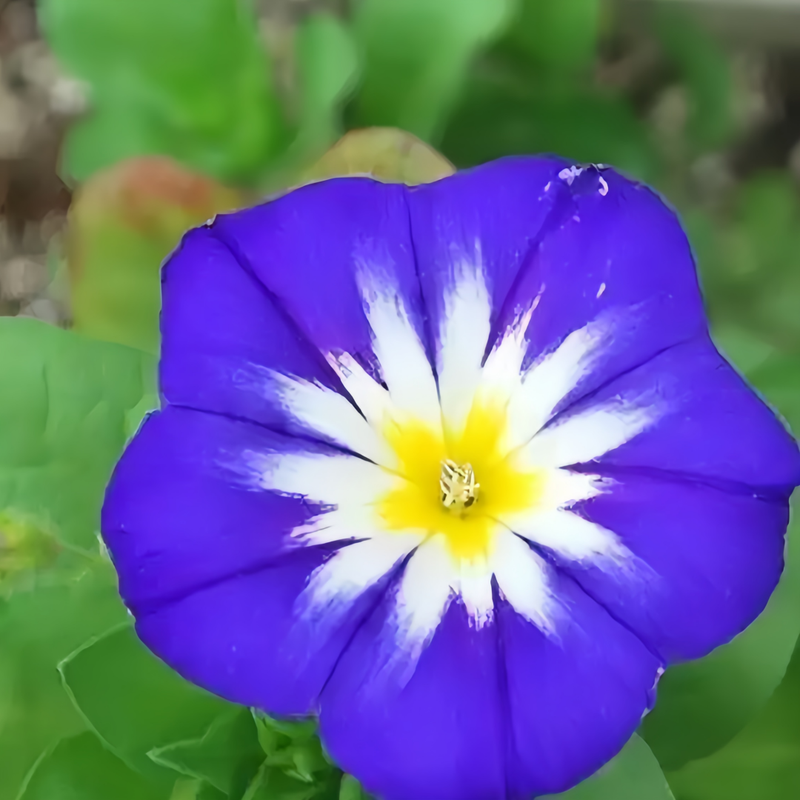 Dwarf Morning-Glory Seeds - Blue Larger Packet High Germination 600-3000 Onsaleseeds