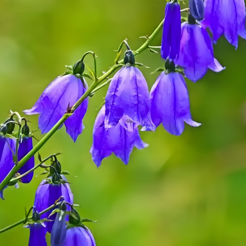 Delphinium Consolida Seeds - Blue Larger Packet High Germination 2000-10000 Onsaleseeds