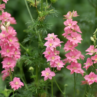 Planting Delphinium Seeds