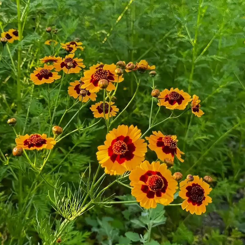 Coreopsis Tinctoria Seeds - Red And Yellow Dual Color Larger Packet High Germination 2000-10000 Onsaleseeds