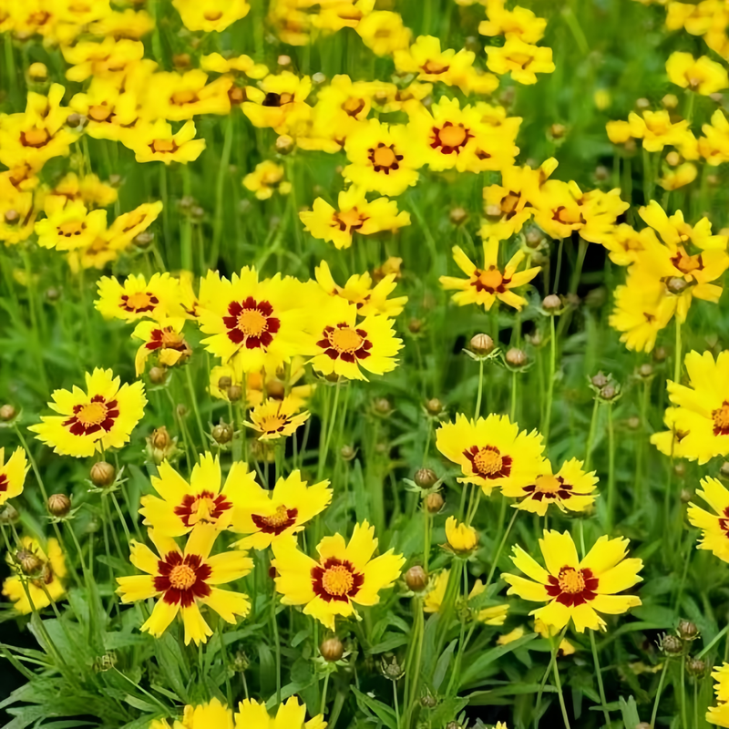 Coreopsis Tinctoria Seeds - Yellow Larger Packet High Germination 1500-7500 Onsaleseeds