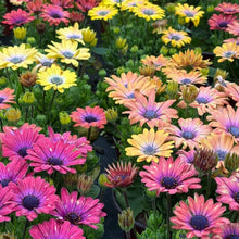 Osteospermum Seeds