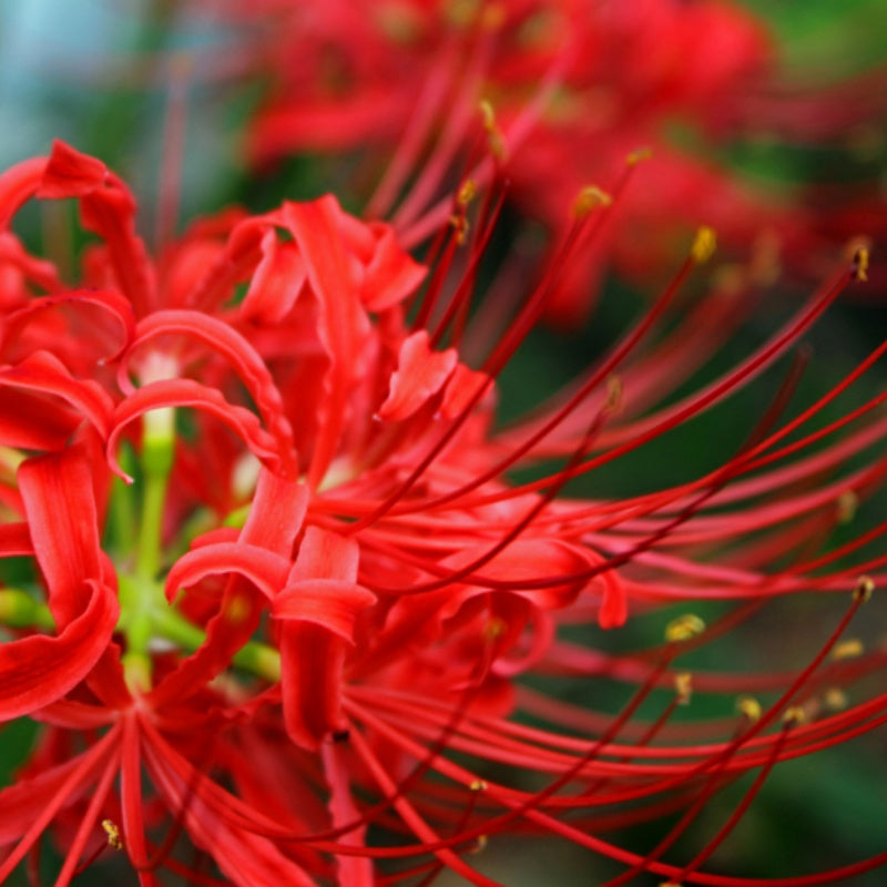 do spider lilies have seeds Red Spider Lily seeds up to 50%
