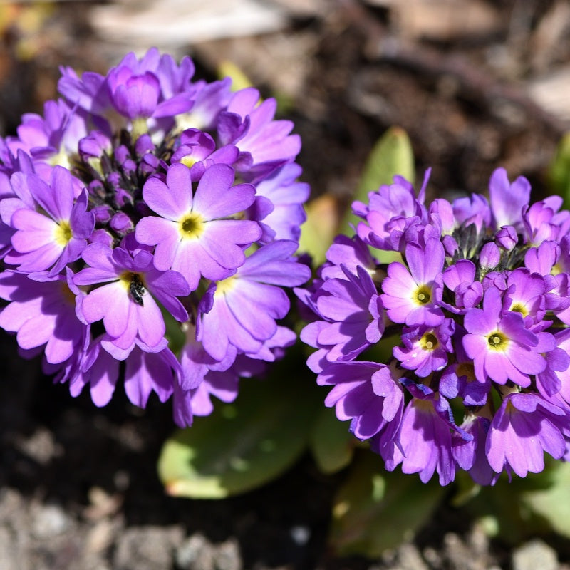 primrose seeds  up to 50%