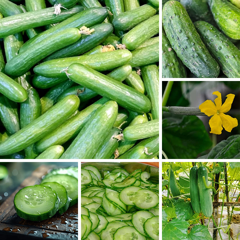 Cucumber Seeds up to 50%
