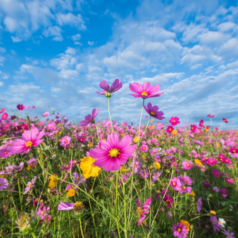 cosmos seeds