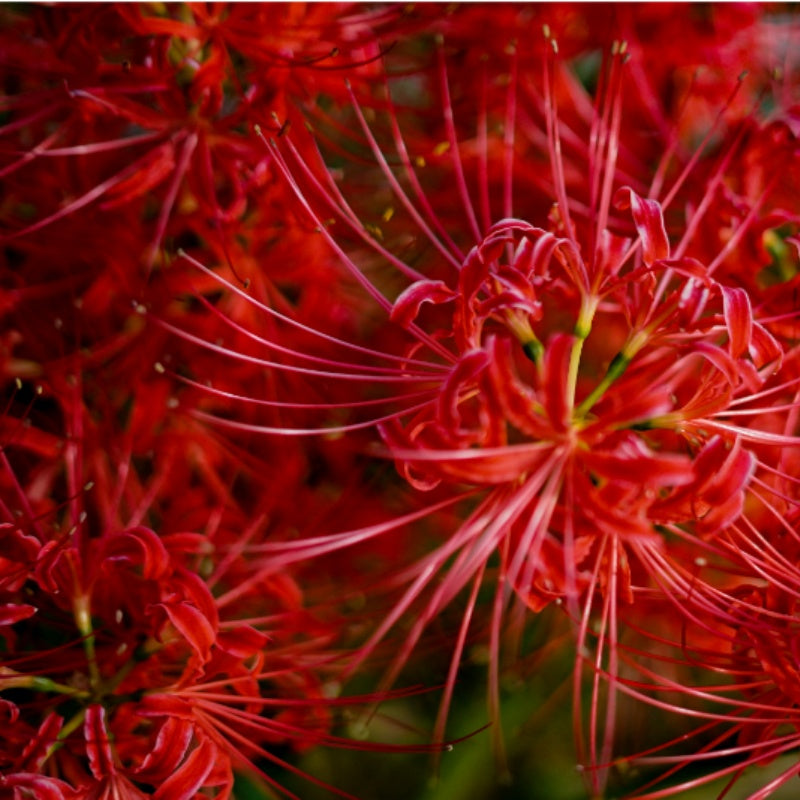 Red Spider Lily seeds up to 50%