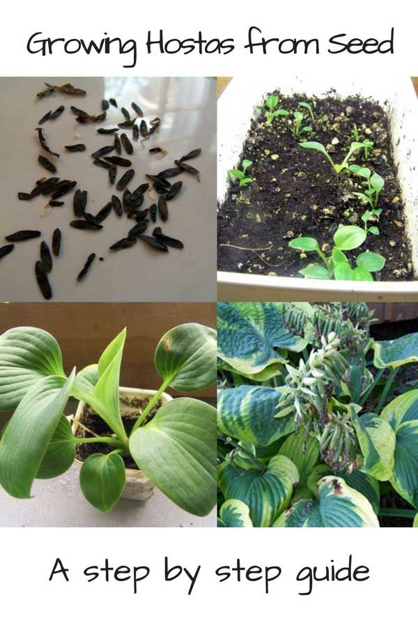 Mixed Hosta Seeds up to 50%