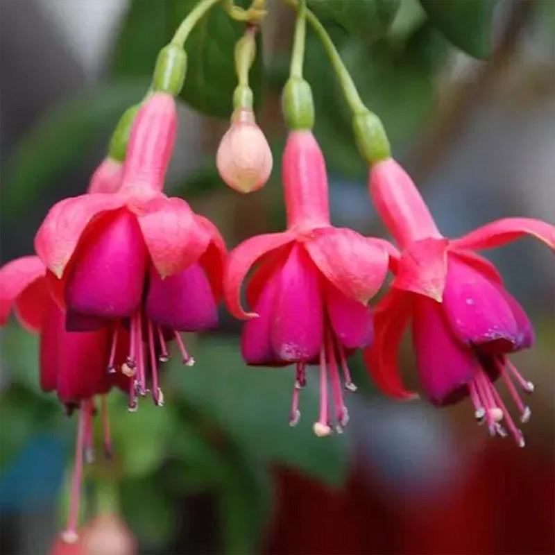 Fuchsia Hybrida Voss Seeds The fairy flower up to 50%