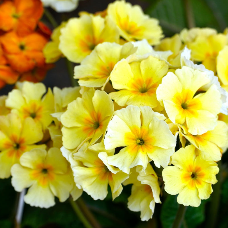 primrose seeds  up to 50%