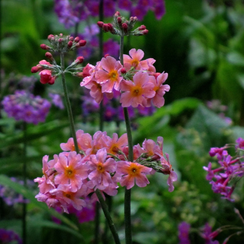 primrose seeds  up to 50%