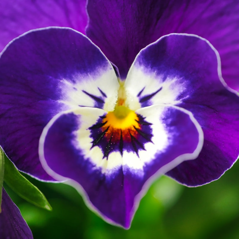 Pansy Flower Seeds  up to 50%