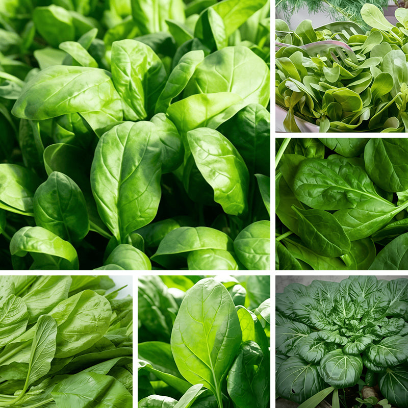 Spinach Seeds up to 50%