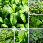 Spinach Seeds