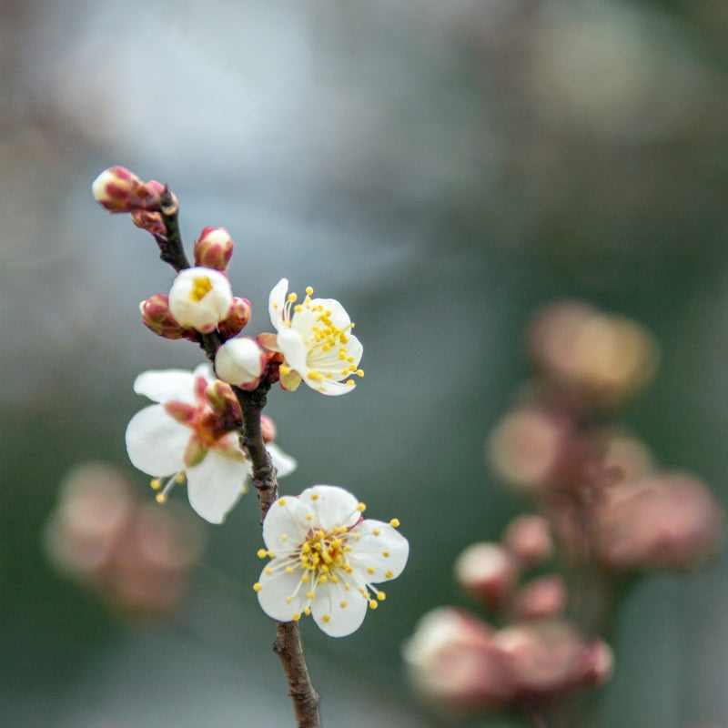 Plum Blossom Seeds up to 50%