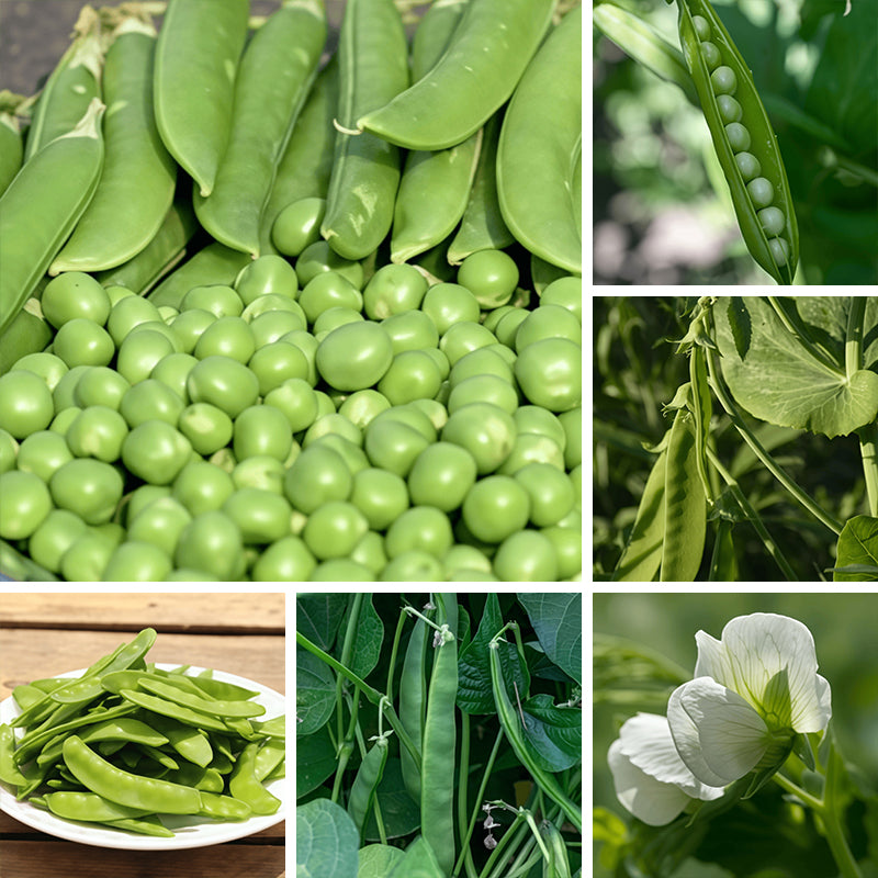 Pea Seeds prime day up to 50%
