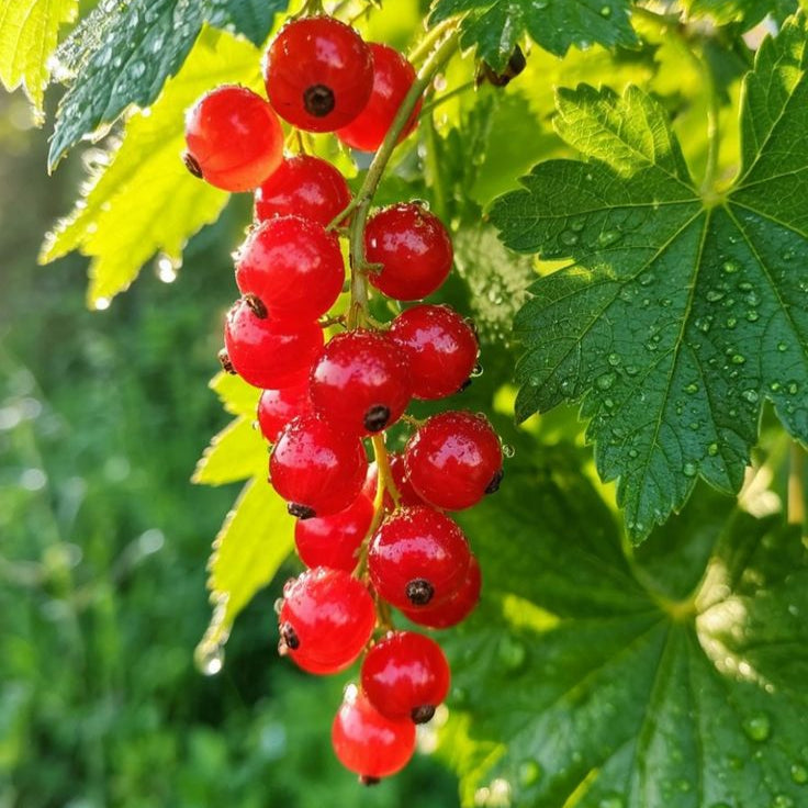 Sarsaparilla Plant Seeds Up to 50% Off
