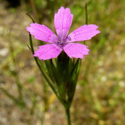 Pink Bladderwort Seeds up to 50%