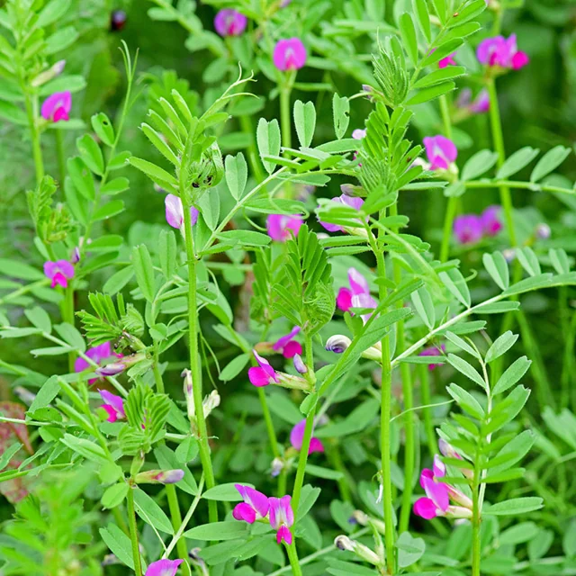 Common Vetch Seeds up to 50%