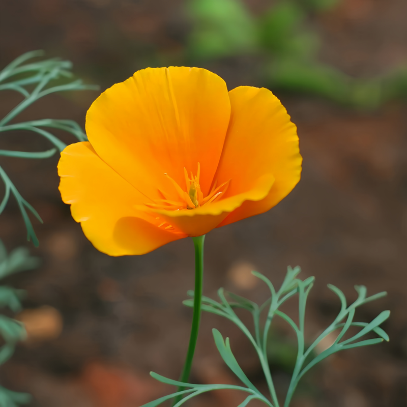 California Poppy Seeds - Red Larger Packet High Germination 5000-25000 Onsaleseeds