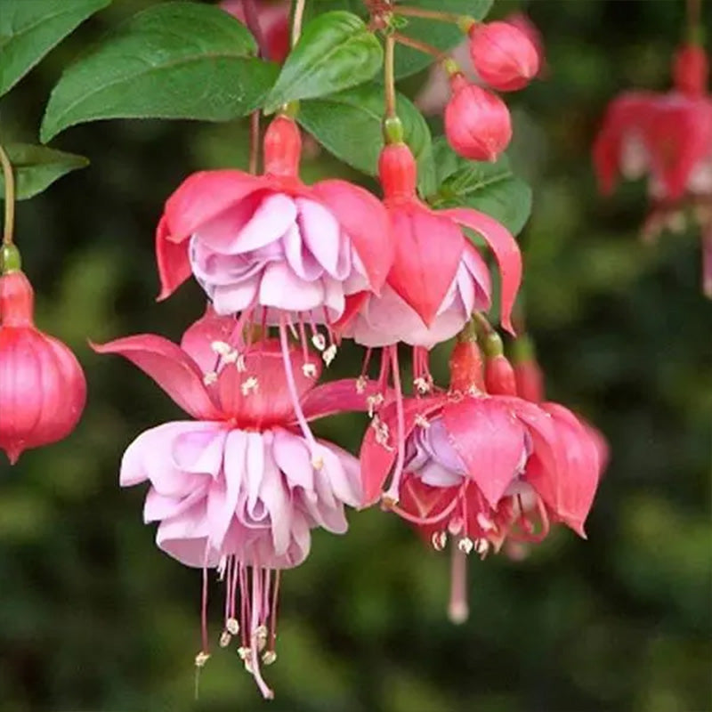 Fuchsia Hybrida Voss Seeds The fairy flower up to 50%