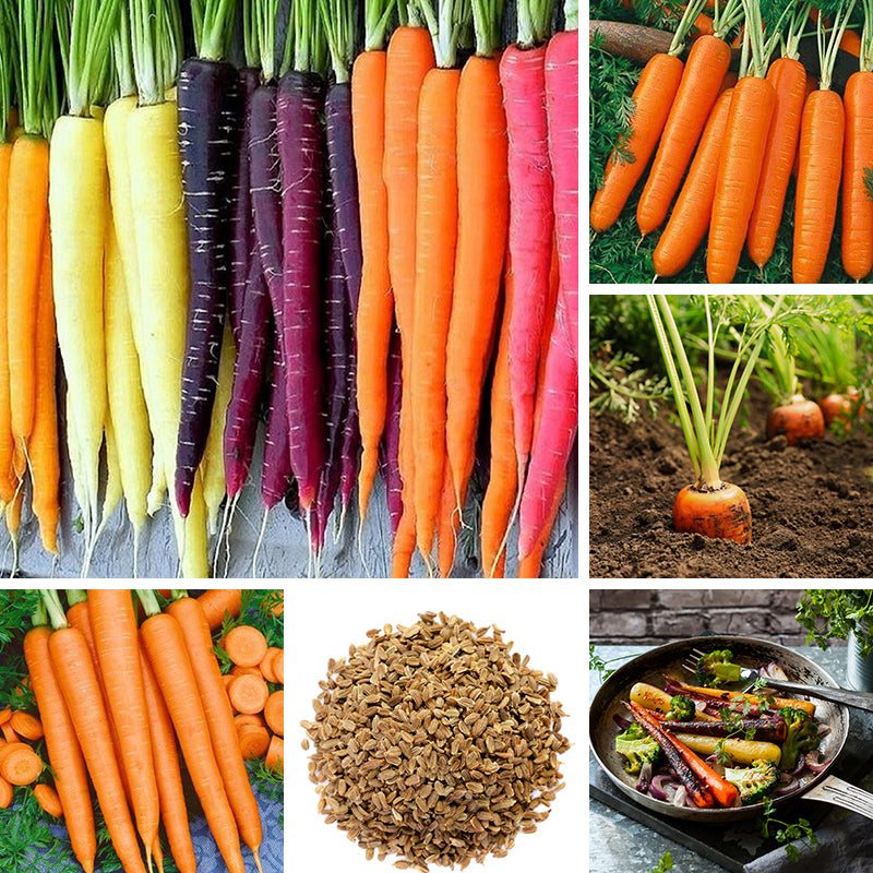 Carrot seeds up to 50%