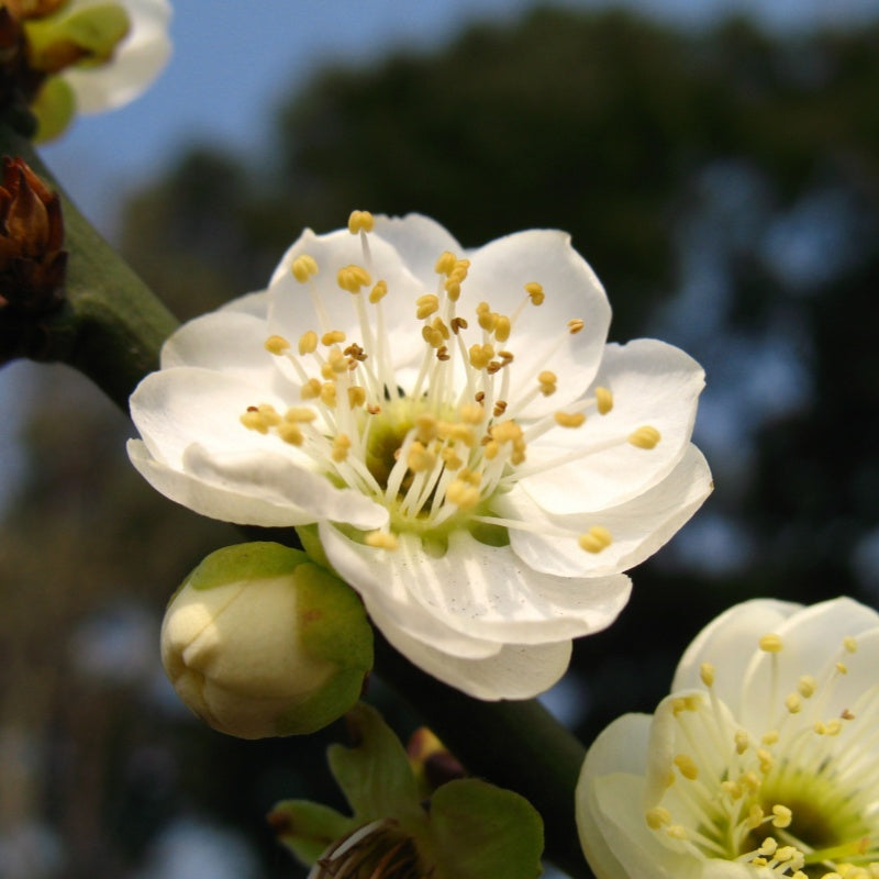 Plum Blossom Seeds up to 50%