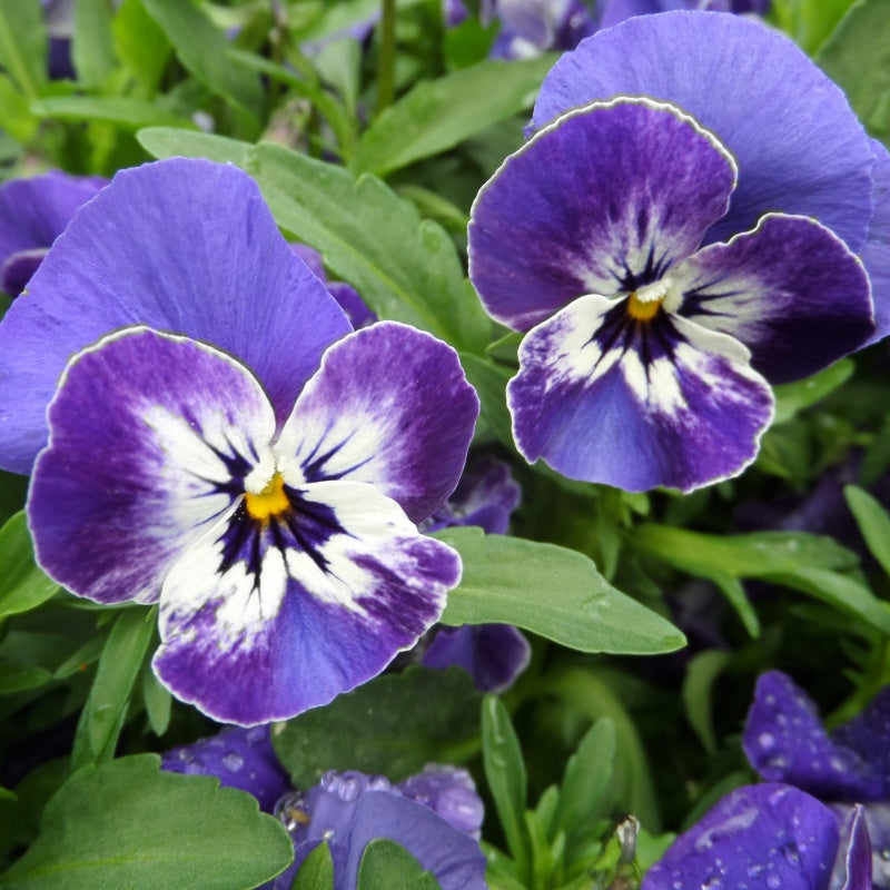Pansy Flower Seeds  up to 50%