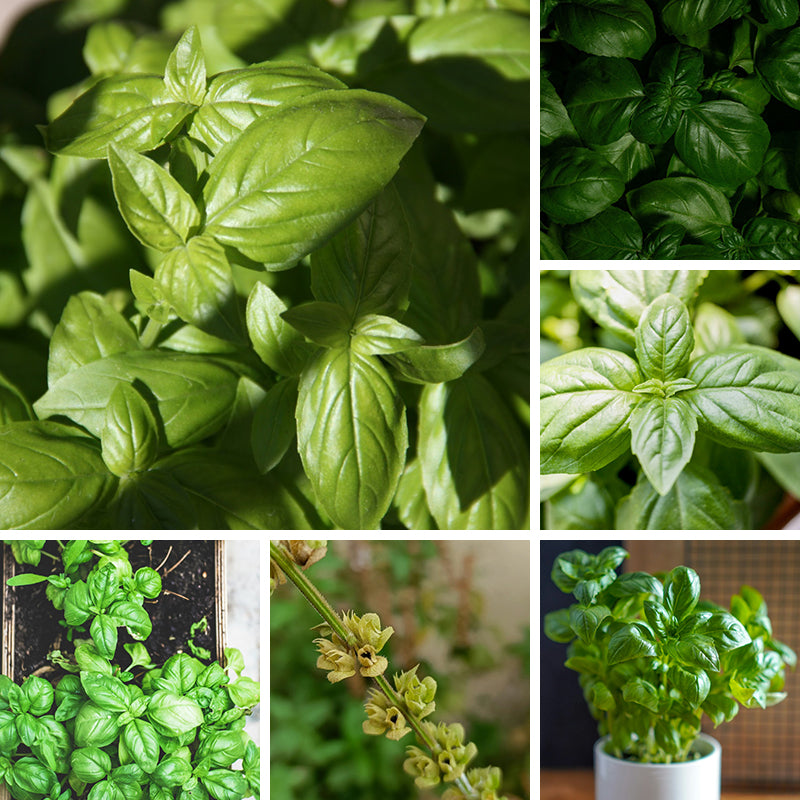 Sweet Basil Seeds up to 50%
