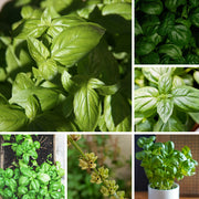 Sweet Basil Seeds